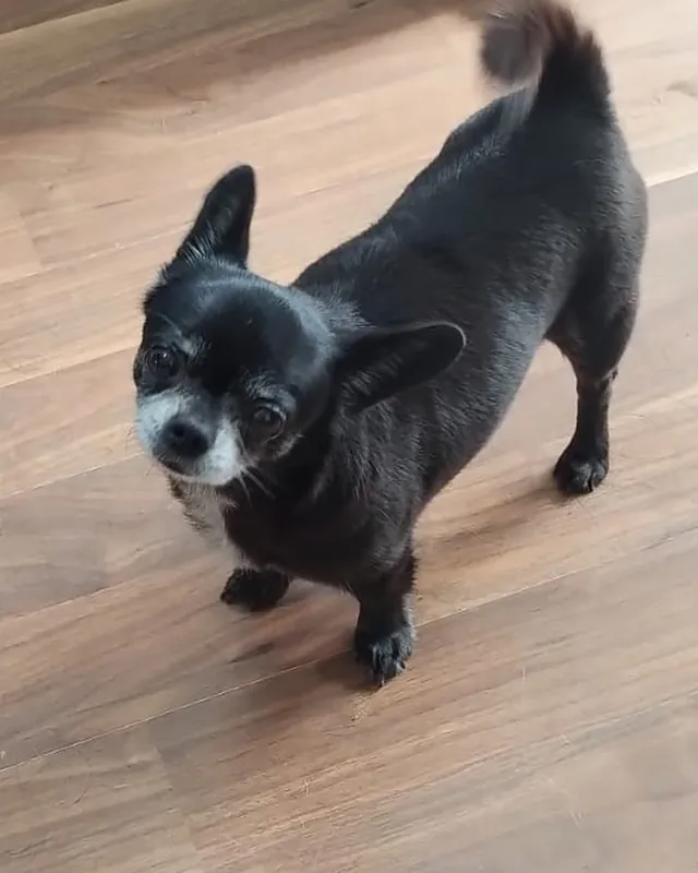 Chihuahua negro de hocico canoso, parado sobre un piso de madera.