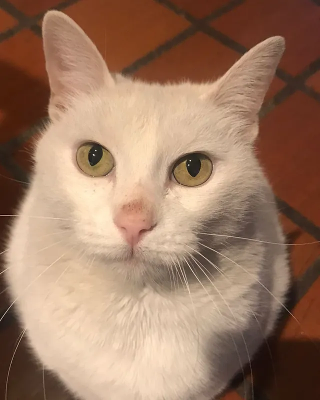 Gato blanco de ojos verdes, sentado y mirando a la cámara.