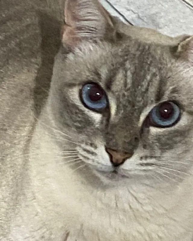 Gato gris claro de ojos celestes, en primer plano.
