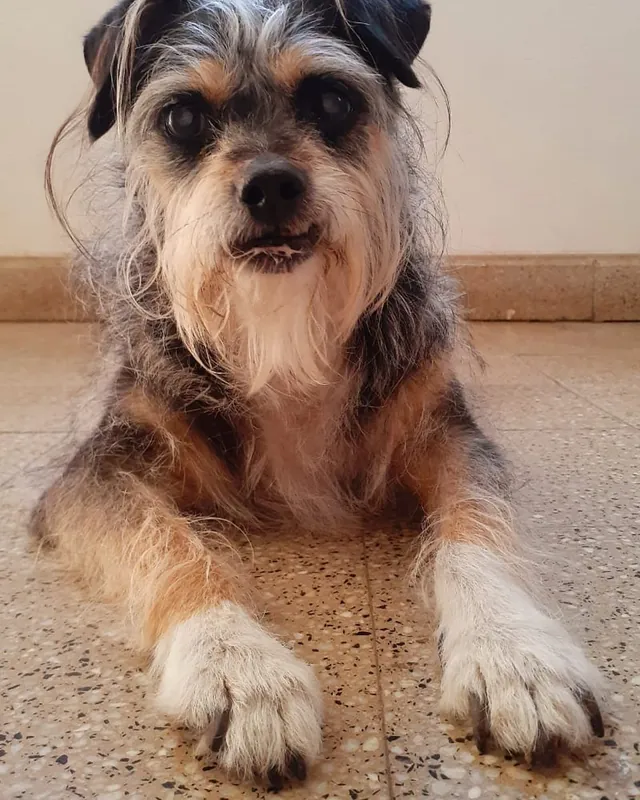 Perro mestizo de pelo largo gris y barba blanca, echado en el piso con las patas delanteras estiradas.