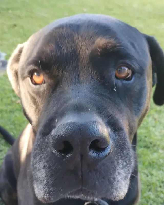 Perro negro de hocico canoso y ojos color miel, mirando de frente a la cámara.
