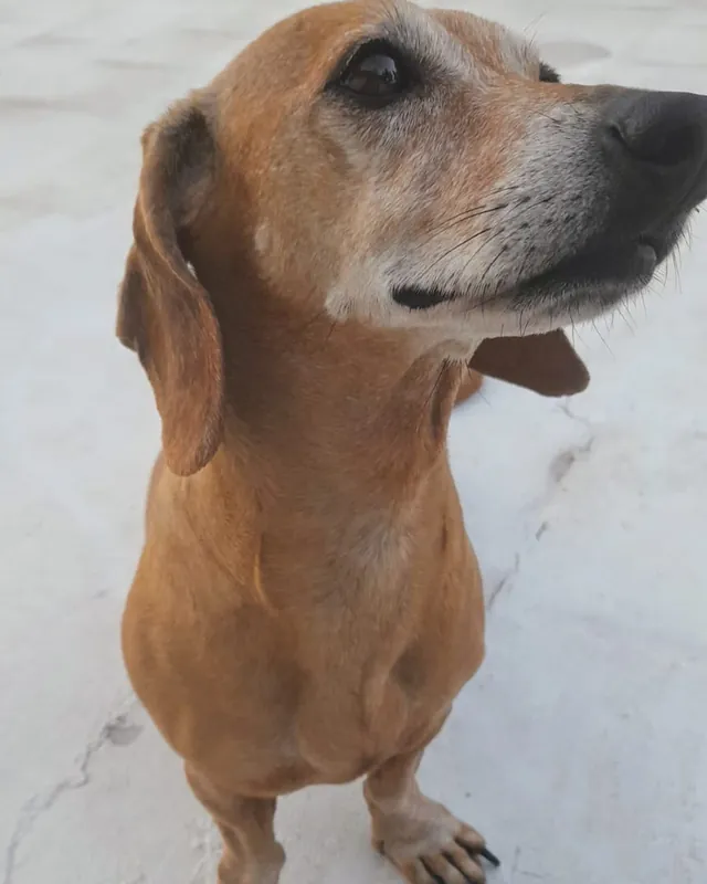 Perro salchicha color canela, de hocico canoso, mirando hacia un costado.